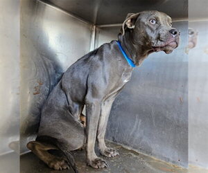 Mutt Dogs for adoption in Riverside, CA, USA