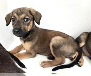 German Shepherd Dog-Rhodesian Ridgeback Mix Dogs for adoption in Houston, TX, USA