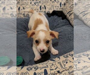 Shih Tzu Dogs for adoption in The Woodlands, TX, USA