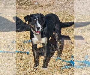 Bernese Mountain Dog-Unknown Mix Dogs for adoption in MIDWAY, UT, USA