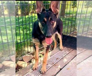 German Shepherd Dog Dogs for adoption in Sacramento, CA, USA