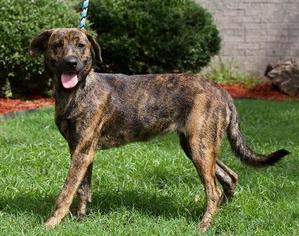 Plott Hound Dogs for adoption in Little Rock, AR, USA