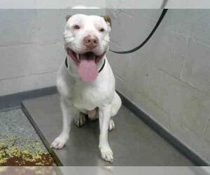 Dogo Argentino Dogs for adoption in Atlanta, GA, USA