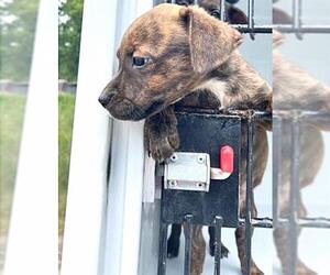 Rottweiler-Unknown Mix Dogs for adoption in Houston, TX, USA