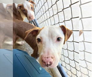 American Pit Bull Terrier-Unknown Mix Dogs for adoption in Oakhurst, NJ, USA