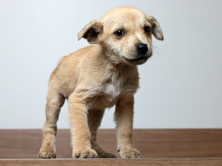 Medium Photo #1 Puggle Puppy For Sale in Eden Prairie, MN, USA