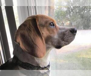Beagle Dogs for adoption in Westmont, IL, USA