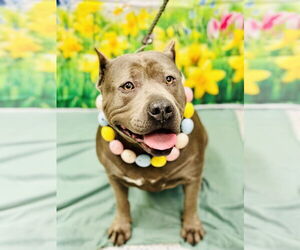 American Bulldog-Unknown Mix Dogs for adoption in Manahawkin, NJ, USA