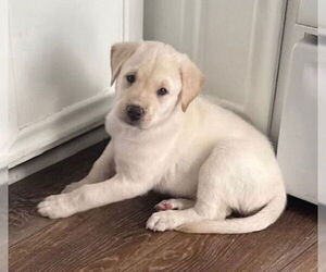 Mutt Dogs for adoption in St. Louis Park, MN, USA