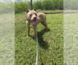 Mutt Dogs for adoption in Abbeville, LA, USA