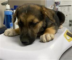Australian Shepherd-Unknown Mix Dogs for adoption in Visalia, CA, USA