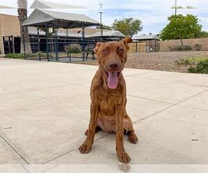 Dutch Shepherd -Pharaoh Hound Mix Dogs for adoption in Orange, CA, USA