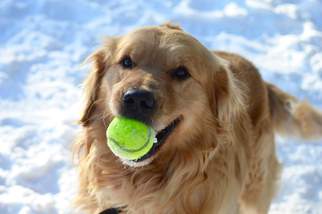 Golden Retriever Dogs for adoption in Ashland, WI, USA