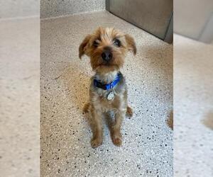 Mutt Dogs for adoption in Brighton, CO, USA