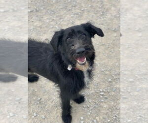 Labrador Retriever Dogs for adoption in Evansville, IN, USA