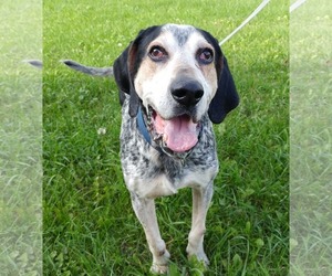 Medium Photo #1 Bluetick Coonhound Puppy For Sale in Ontario, Ontario, Canada