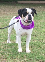 Bulldog Dogs for adoption in Texarkana, TX, USA