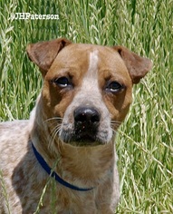 Basset Hound Dogs for adoption in Scottsdale, AZ, USA