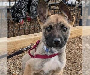 German Shepherd Dog Dogs for adoption in Aurora, CO, USA