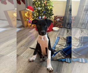 Labrador Retriever-Unknown Mix Dogs for adoption in Virginia Beach, VA, USA