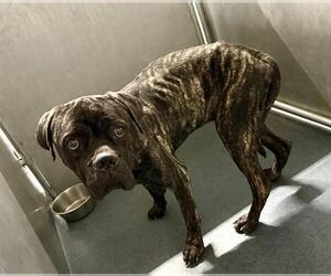 Mutt Dogs for adoption in HESPERIA, CA, USA