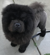 Chow Chow Dogs for adoption in Palo Alto, CA, USA