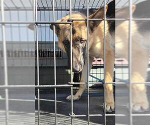 German Shepherd Dog Dogs for adoption in Stockton, CA, USA
