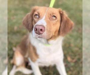 Australian Shepherd-Unknown Mix Dogs for adoption in Yardley, PA, USA