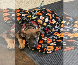 Mutt Dogs for adoption in Hinckley, IL, USA