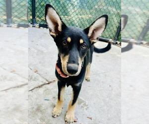 Mutt Dogs for adoption in Santa Barbara, CA, USA