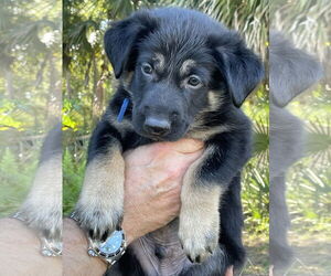 German Shepherd Dog Dogs for adoption in Fort Lauderdale, FL, USA
