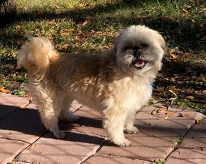 Shih Tzu Dogs for adoption in Osteen, FL, USA