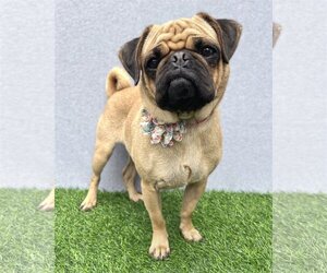 Pug Dogs for adoption in Corona, CA, USA