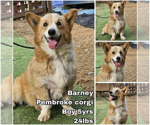 Pembroke Welsh Corgi Dogs for adoption in Seattle, WA, USA