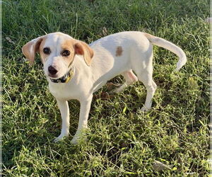 Doxle Dogs for adoption in Omaha, NE, USA