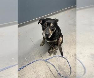 Chihuahua-Unknown Mix Dogs for adoption in Tallahassee, FL, USA