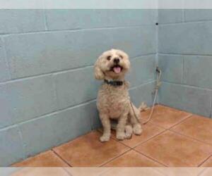 Maltipoo Dogs for adoption in Downey, CA, USA