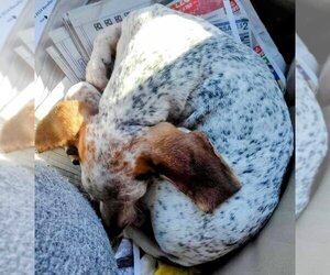 Coonhound Dogs for adoption in Cottage Grove, MN, USA