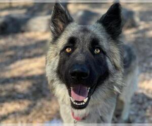 Norwegian Elkhound-Unknown Mix Dogs for adoption in Martinez, CA, USA