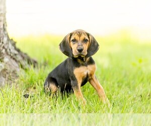 Mutt Dogs for adoption in Raleigh, NC, USA