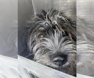 Miniature Schnauzer-Shih Tzu Mix Dogs for adoption in San Antonio, TX, USA