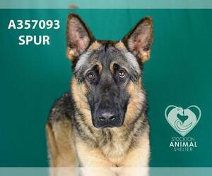 German Shepherd Dog Dogs for adoption in Stockton, CA, USA