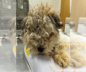 Shih Tzu-Unknown Mix Dogs for adoption in Forestville, MD, USA