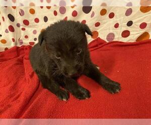 German Shepherd Dog-Unknown Mix Dogs for adoption in Modesto, CA, USA