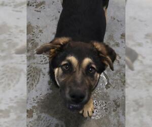 Mutt Dogs for adoption in Thief River Falls, MN, USA