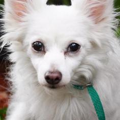 American Eskimo Dog Dogs for adoption in Madison, WI, USA