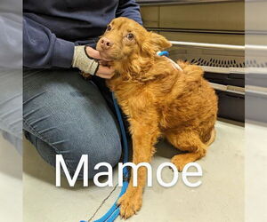 Mutt Dogs for adoption in Anchorage, AK, USA