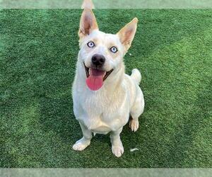 Cardigan Welsh Corgi-Siberian Husky Mix Dogs for adoption in Orange, CA, USA