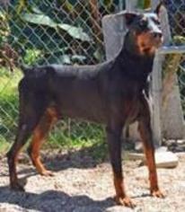Doberman Pinscher Dogs for adoption in Lithia, FL, USA