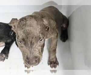 Labrador Retriever-Unknown Mix Dogs for adoption in Houston, TX, USA